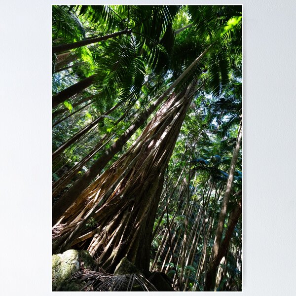 Item preview, Strangler vine on palm - Lamington National Park, Australia designed and sold by Gypsy Soul Images.