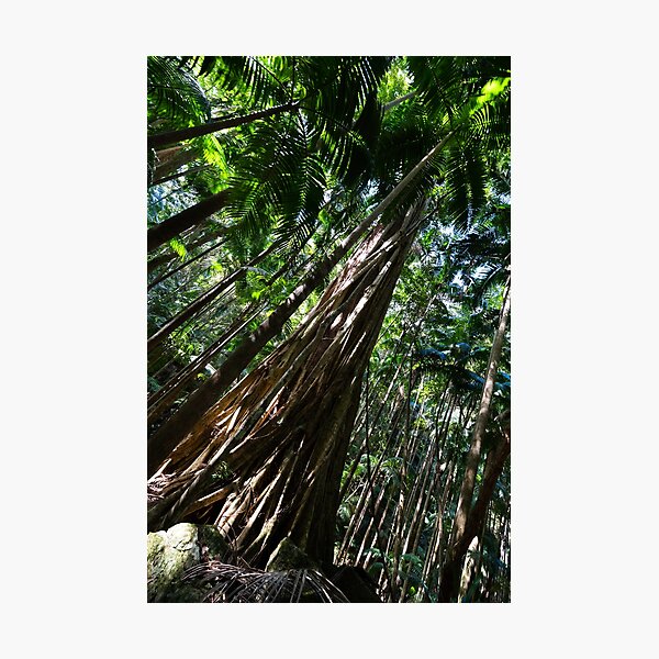 Item preview, Strangler vine on palm - Lamington National Park, Australia designed and sold by Gypsy Soul Images.