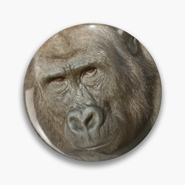 Item preview, Shufai the Gorilla Locking Eyes with You designed and sold by rawshutterbug.