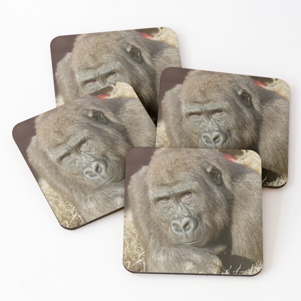 Item preview, Shufai the Gorilla Locking Eyes with You designed and sold by rawshutterbug.