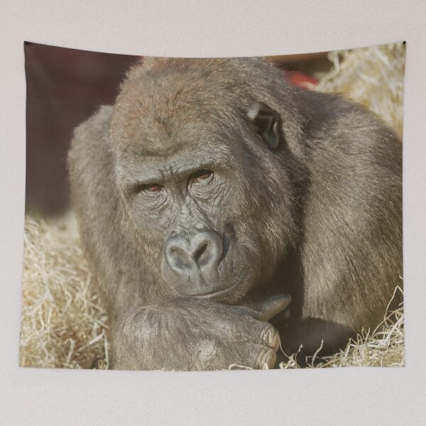 Artikelvorschau, Shufai, der Gorilla, blickt Ihnen in die Augen entworfen und verkauft von rawshutterbug.