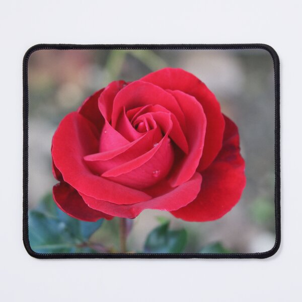 Item preview, Dewdrop on Red Rose designed and sold by SparkMartet.