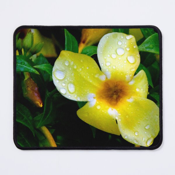 Item preview, Allamanda Cathartica Flower designed and sold by MercerImages.