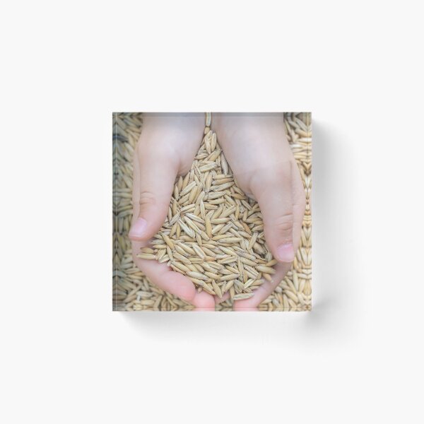 Item preview, A Key Source of Carbohydrates and Protein in the Human Diet designed and sold by urzga.