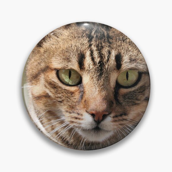 Artikelvorschau, Porträt einer süßen getigerten Katze mit direktem Augenkontakt entworfen und verkauft von taiche.