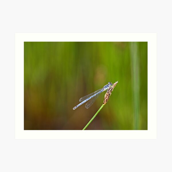 Bokeh Buddies Art Print