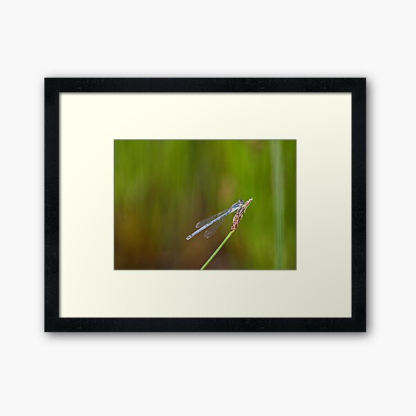 Bokeh Buddies Framed Art Print
