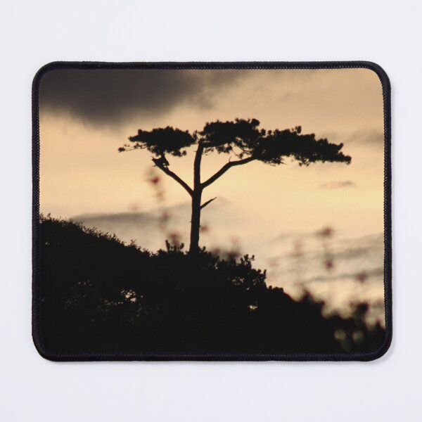 Item preview, Buttermilk sunset with plant designed and sold by Emma Amies.