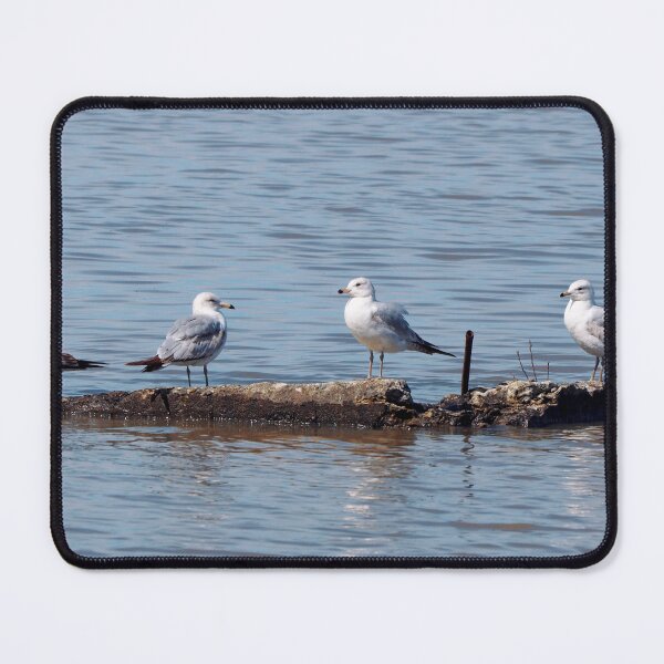 Item preview, Gulls Resting On a Rock In The Water designed and sold by BackyardBirder.