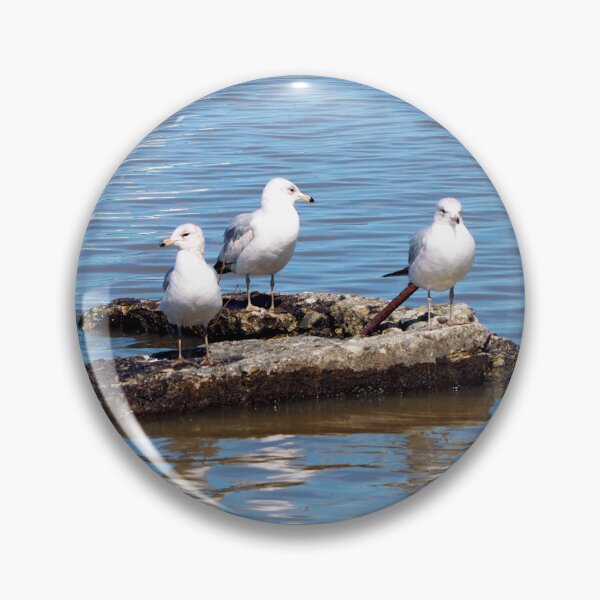 Item preview, Gulls Resting On a Rock designed and sold by BackyardBirder.
