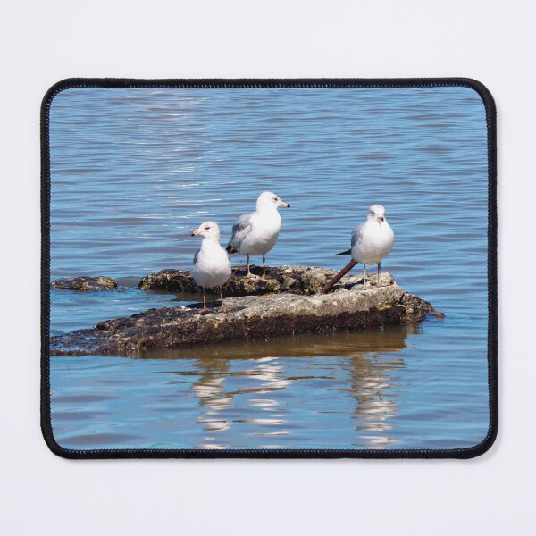 Item preview, Gulls Resting On a Rock designed and sold by BackyardBirder.