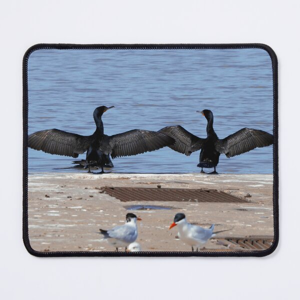 Item preview, Cormorants With Their Wings Stretched designed and sold by BackyardBirder.