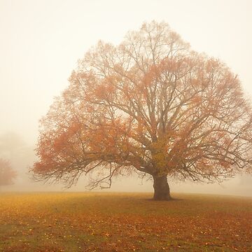Artwork thumbnail, Autumn Fog, Daylesford, Australia by Michael Boniwell