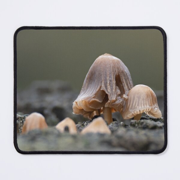 Item preview, Macro Fun(gi) designed and sold by BroomstickMagic by Dani Musicka.