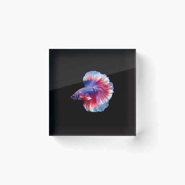 Item preview, A Beautiful Guppy fish Fancy Guppies Thai fighting fish, beautiful fish, guppies designed and sold by Bspaces.