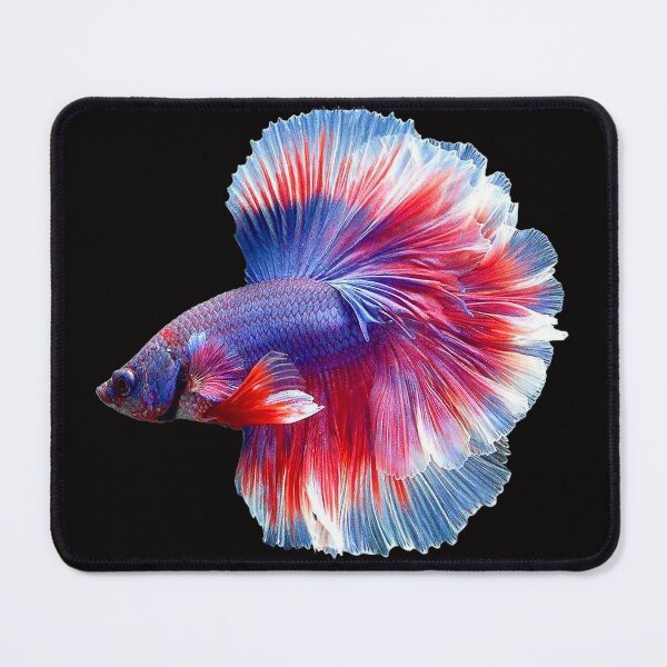 Item preview, A Beautiful Guppy fish Fancy Guppies Thai fighting fish, beautiful fish, guppies designed and sold by Bspaces.