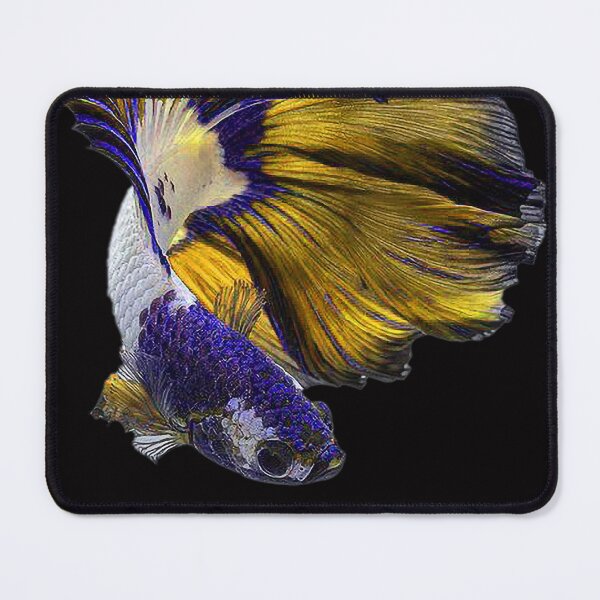 Item preview, A Beautiful Golden Guppy fish Fancy Guppies Thai fighting fish, beautiful fish, guppies designed and sold by Bspaces.