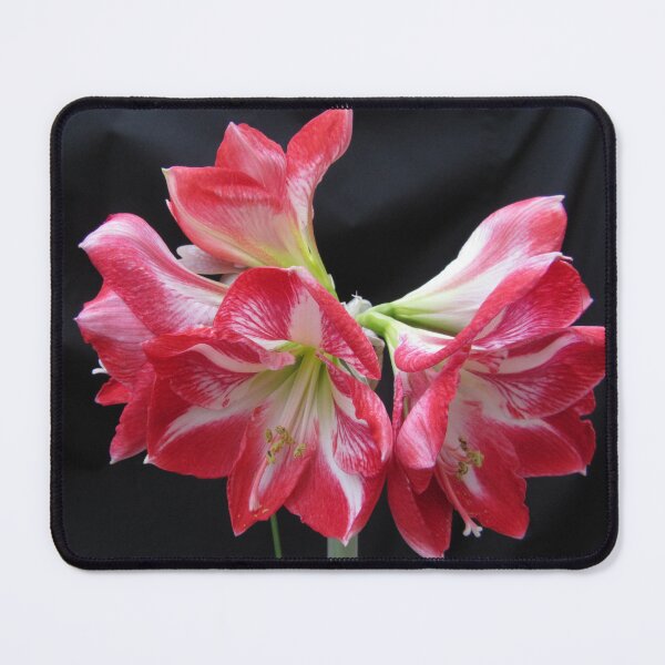 Item preview, Five Bloom Amaryllis (A. hippeastrum) designed and sold by lezvee.