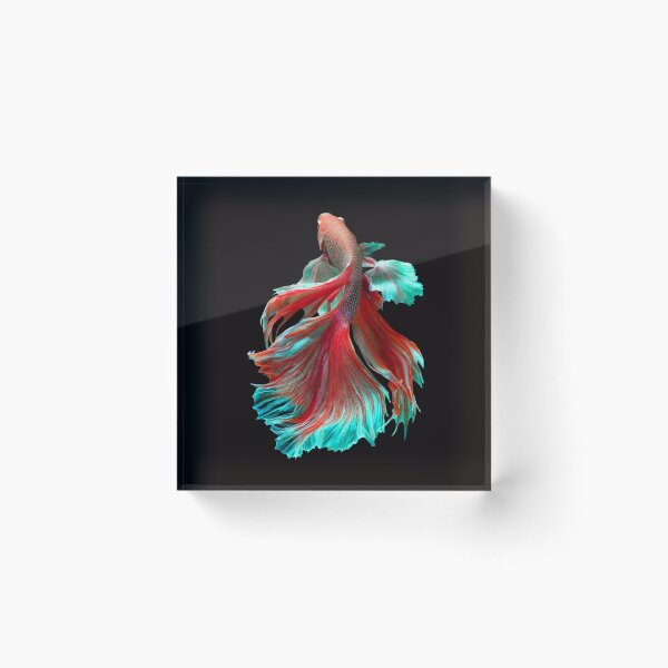 Item preview, Beautiful Orange Guppy fish Fancy Guppies Thai fighting fish, beautiful fish, guppies designed and sold by Bspaces.