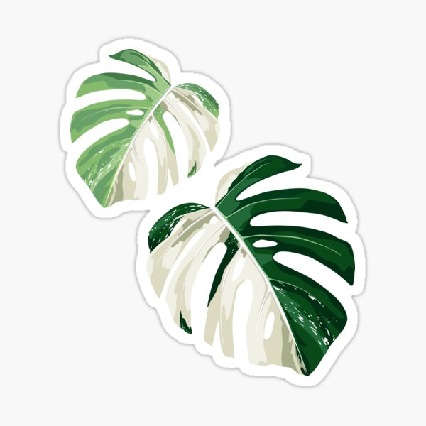 Vista previa del artículo con la obra «Conjunto de planta Monstera de hojas tropicales.», diseñado y vendido por MatyKotiv.