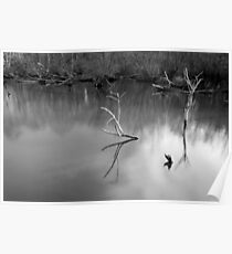 Dead Tree Branches, Fradley Pool Poster