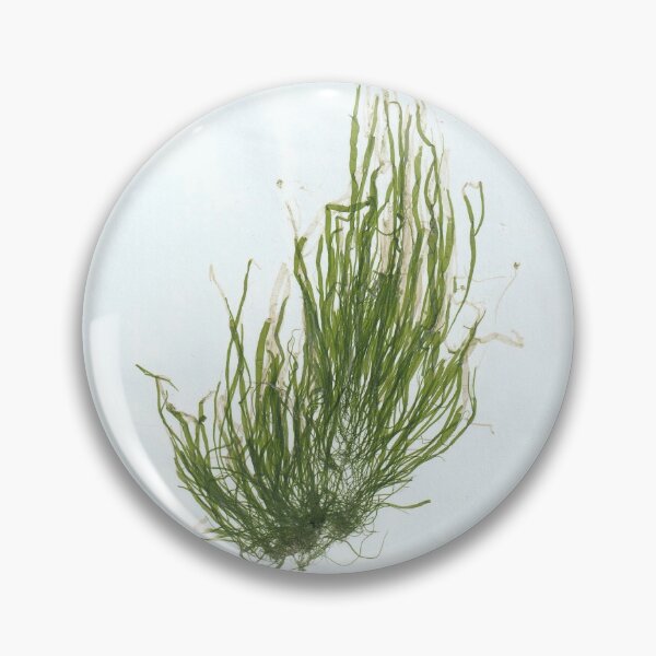 Item preview, Seaweed print - Gut Weed designed and sold by harriet133.