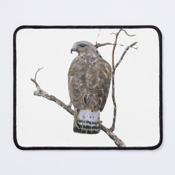 Item preview, American Rough-legged Buzzard designed and sold by fionahooperart.