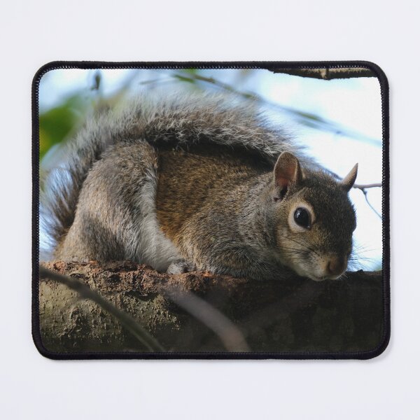 Item preview, One Squirrel designed and sold by HeadBlaze.