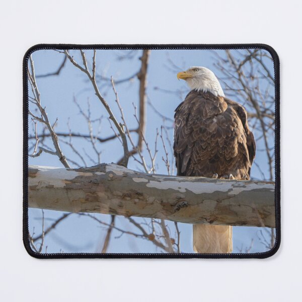 Item preview, Freedom on a branch designed and sold by KAY Artists.