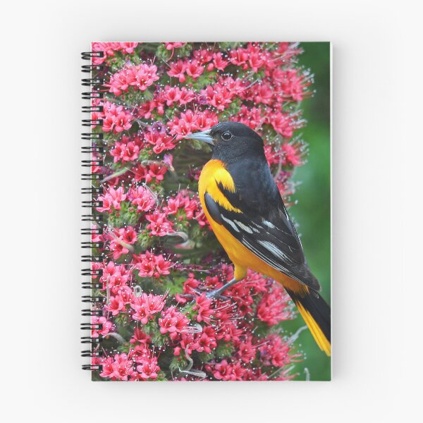 Artikelvorschau, Baltimore Oriole entworfen und verkauft von Anthony Goldman.