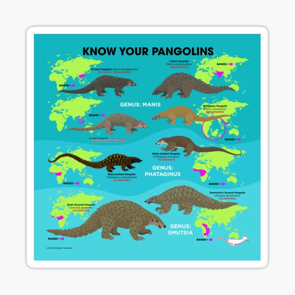 Connaissez vos pangolins Sticker