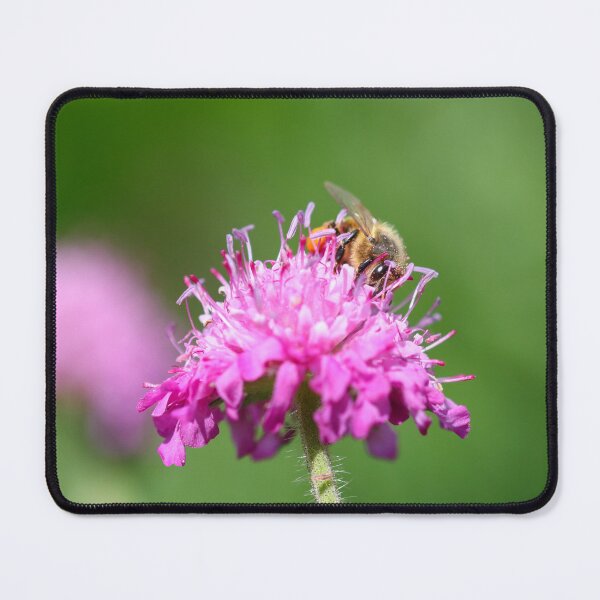 Item preview, Honeybee collecting pink pollen designed and sold by GreyFeatherPhot.