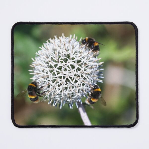 Item preview, Buff tailed bumblebees on globe thistle designed and sold by GreyFeatherPhot.