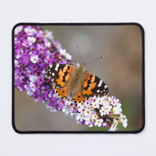 Item preview, Small tortoiseshell on buddleia designed and sold by GreyFeatherPhot.