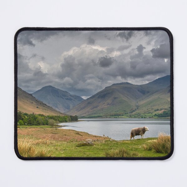 Item preview, Herdwick Sheep and Scafell Pike in the Lake District, England designed and sold by Ukphotos.