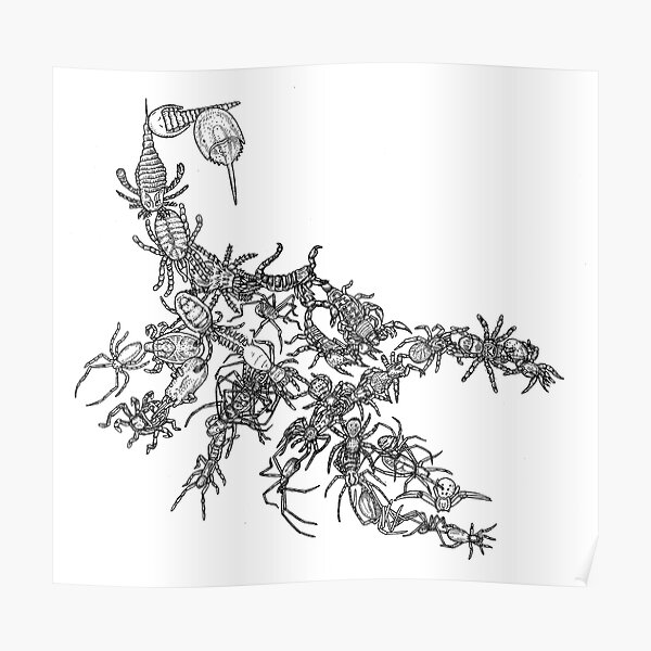 Arachnids - Black and White - Spiders, Scorpions - Evolution Poster