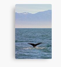 sperm whale, Kaikoura Peninsula , New Zealand Canvas Print