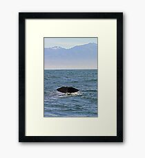 sperm whale, tail down, Kaikoura Peninsula , New Zealand Framed Print