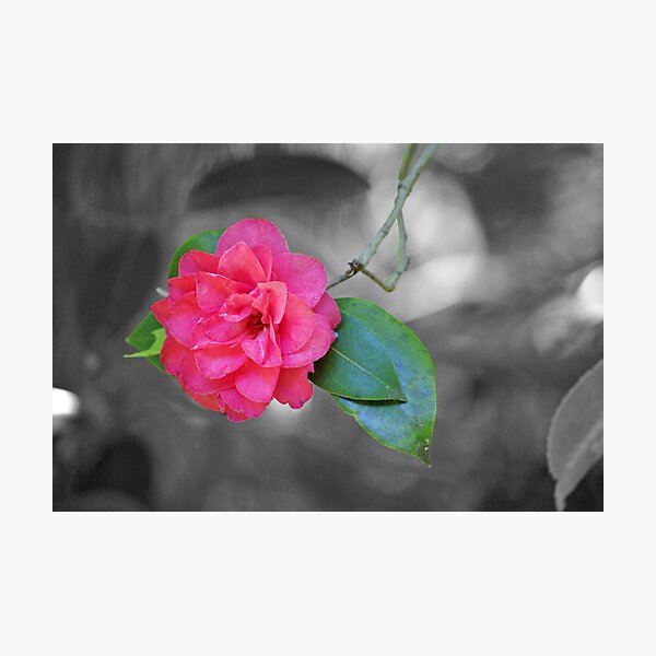 Artikelvorschau, Pink Camellia entworfen und verkauft von Cassy Greenawalt.