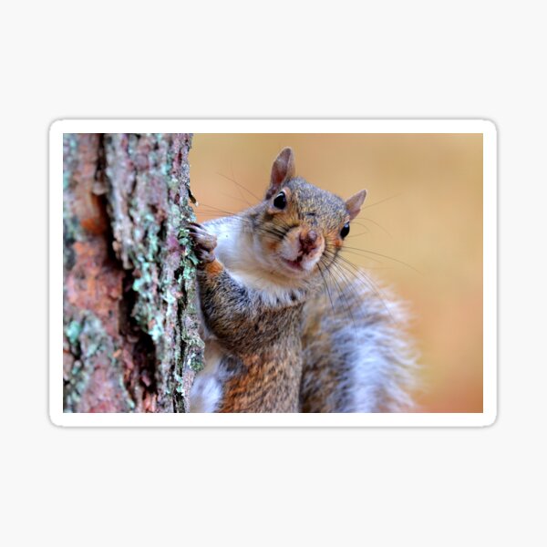 Item preview, Squirrel  designed and sold by Parks and X.