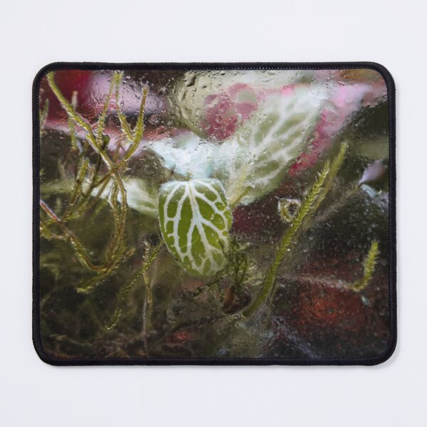 Item preview, Terrarium Dreams 5 designed and sold by Geoff Treagus.