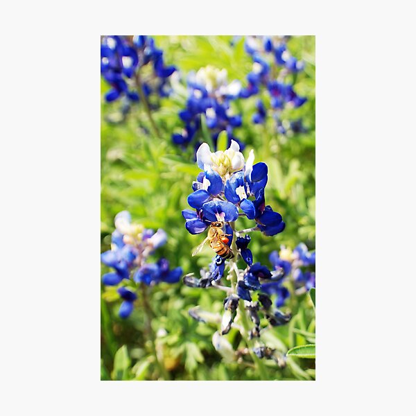 Busy Photographic Print