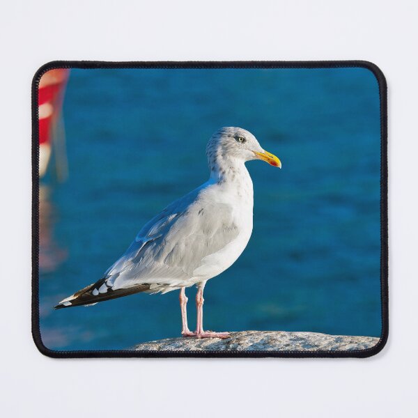 Item preview, Herring Gull - Larus argentatus designed and sold by Dorset Girl.