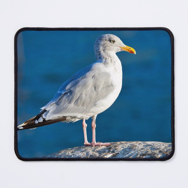 Item preview, Herring Gull - Larus argentatus designed and sold by Dorset Girl.