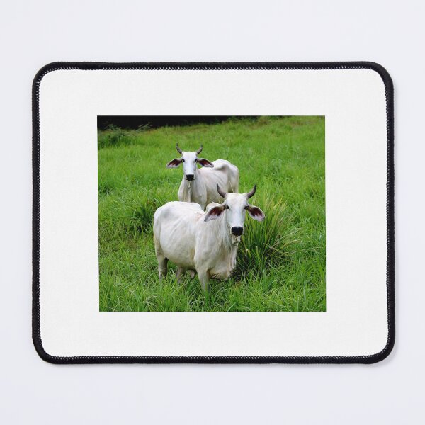 Vista previa del artículo con la obra «Vacas en Costa Rica», diseñado y vendido por imerikana.