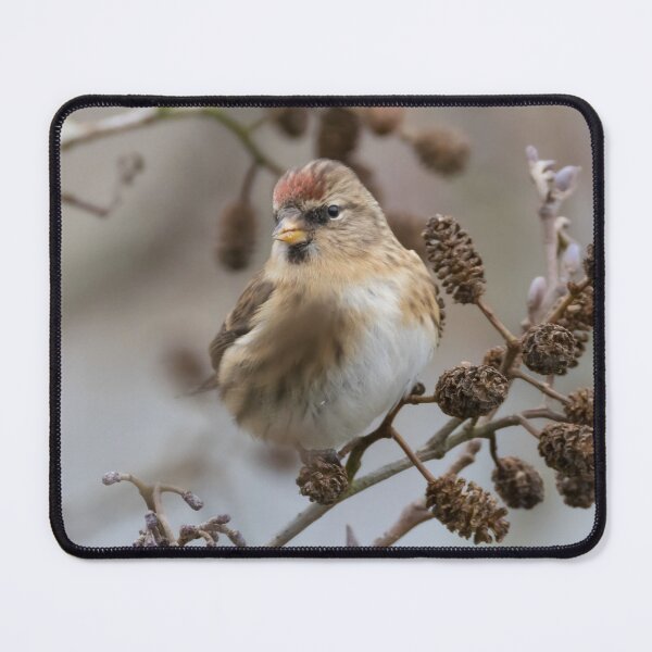 Item preview, Redpoll designed and sold by LaurenTucker.