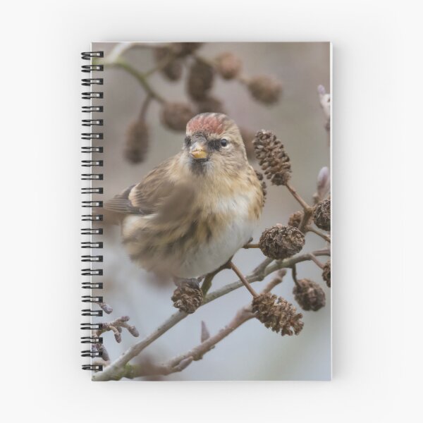 Item preview, Redpoll designed and sold by LaurenTucker.