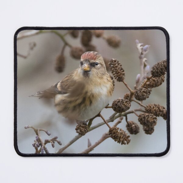 Item preview, Redpoll designed and sold by LaurenTucker.