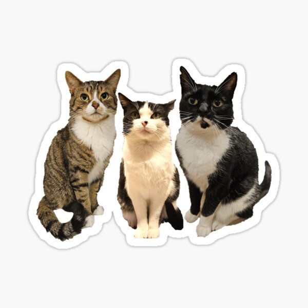 Cats - Flynn, Jessie and Kasper the cats, The 3 Amigos Sticker