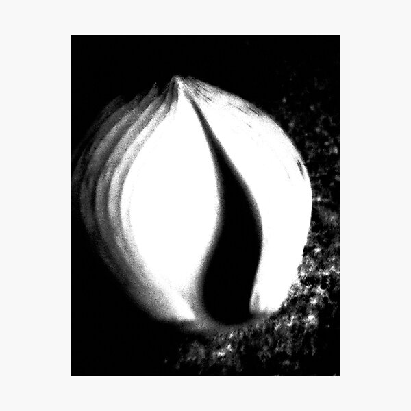 Spicy Photographic Print